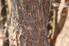 Chloroxylon swietenia